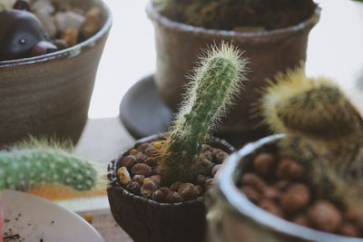 Close-up of small cactuses on table