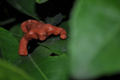 Close-up of wet snake on leaf during rainy season