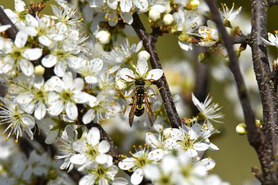 Close-up of bee on cherry blossom