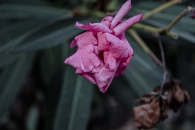 Close-up of pink rose