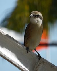 Close-up of bird perching on retaining wall