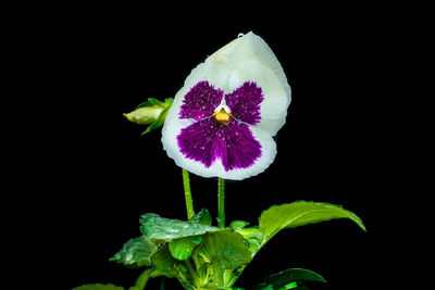 Close-up of flower blooming against black background