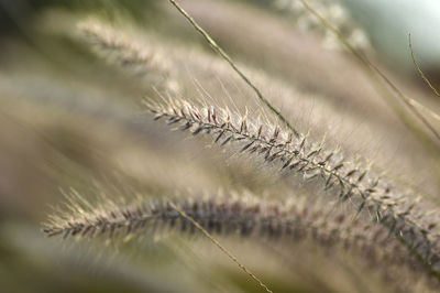 Macro shot of plant