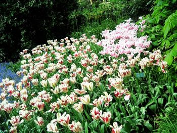 Close-up of pink flowers