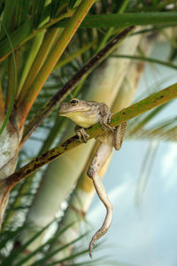 Cuban tree frog osteopilus septentrionalis hangs on an areca palm in tropical florida.