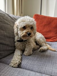 Portrait of dog sitting on sofa at home