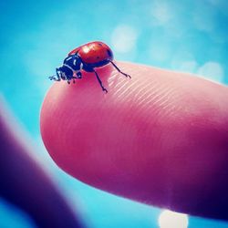 Close-up of ladybug on hand