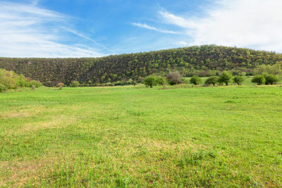 Green meadow in the sunny day . scenery with green hill