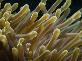 Close-up of coral in sea