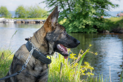 Dog looking away