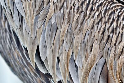 Close-up of pelican plumage 