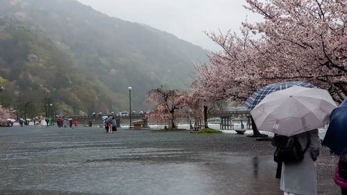 umbrella