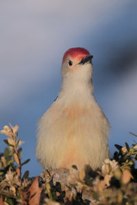 Close-up of bird perching on a tree