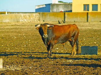 Cow standing on field