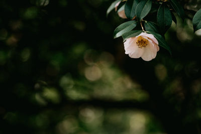 Close-up of white cherry blossom