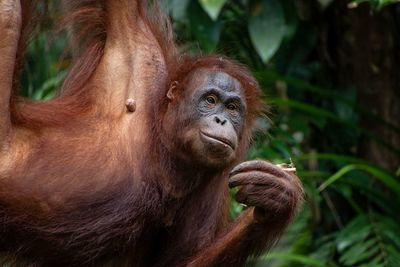 Close-up of monkey looking away in forest