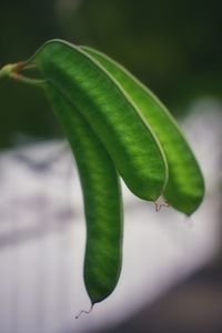 Close-up of fresh green leaf