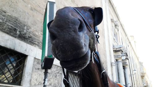 Close-up of horse