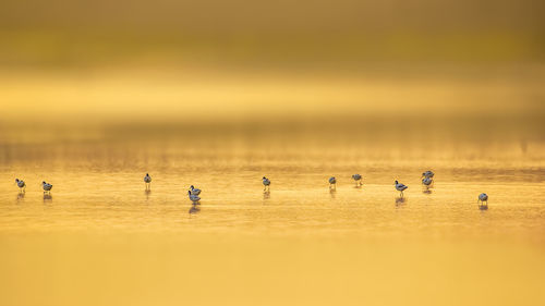 Flock of birds perching at beach during sunset