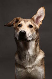 Close-up portrait of dog against black background