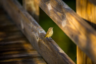 Close-up of bird perching on wood