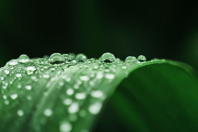 Close-up of water drops on leaf