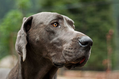 Close-up of great dane looking away