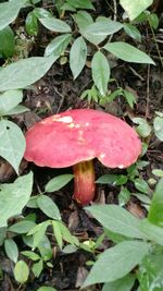 Close-up of mushroom growing in forest