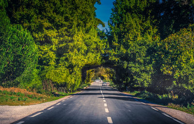 Road amidst trees and plants