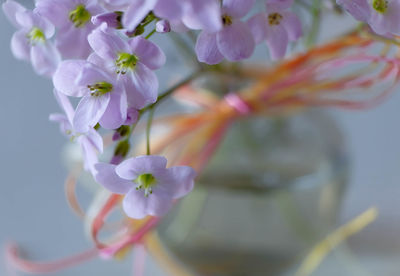 Close-up of pink cherry blossom