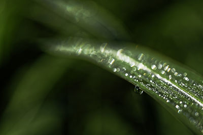 Close-up of water drops on leaf