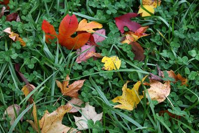 High angle view of flowers in autumn leaves