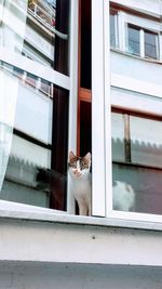 Portrait of cat peeking from open window