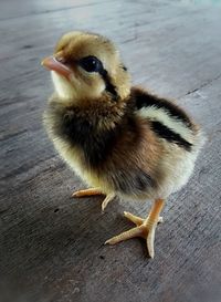 Close-up of bird