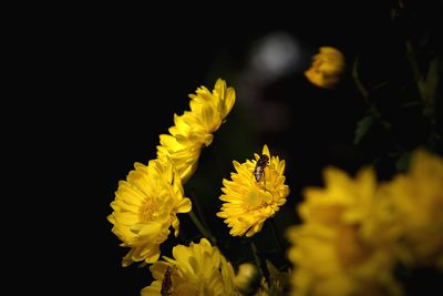 Close-up of insect on yellow flower 