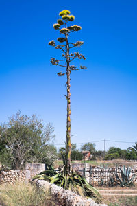 Trees against clear blue sky