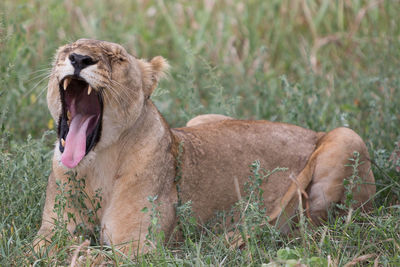 Close-up of lion relaxing on grass