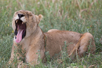 Lioness yawning while lying on grassy field