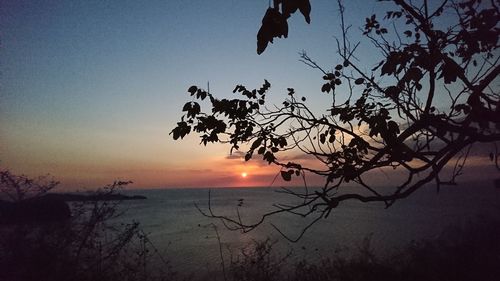 Silhouette tree by sea against sky during sunset