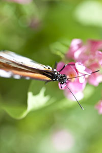 Close-up of plant against blurred background