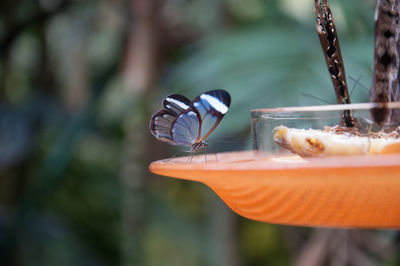 Close-up of butterfly on plate against blurred background