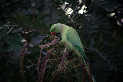 Close-up of parrot perching on tree