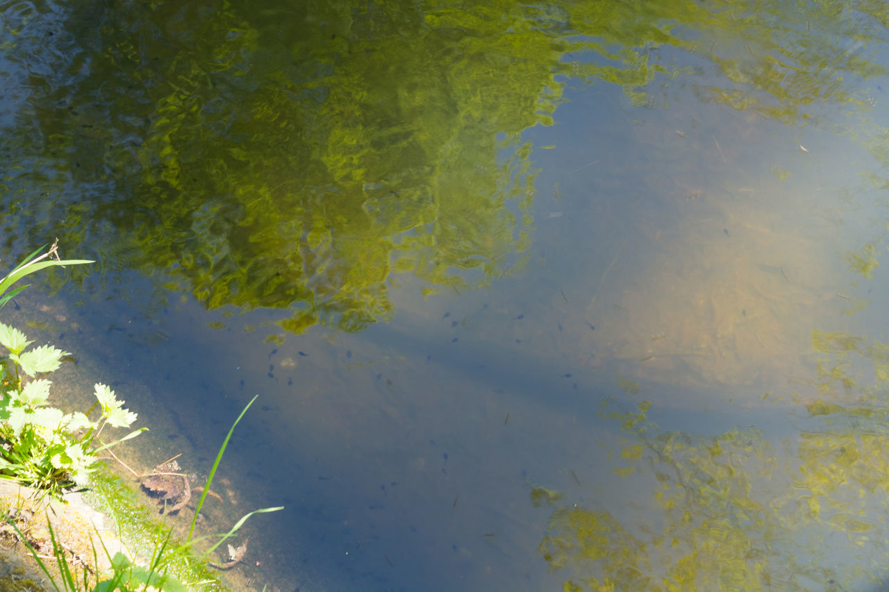 HIGH ANGLE VIEW OF A PLANTS