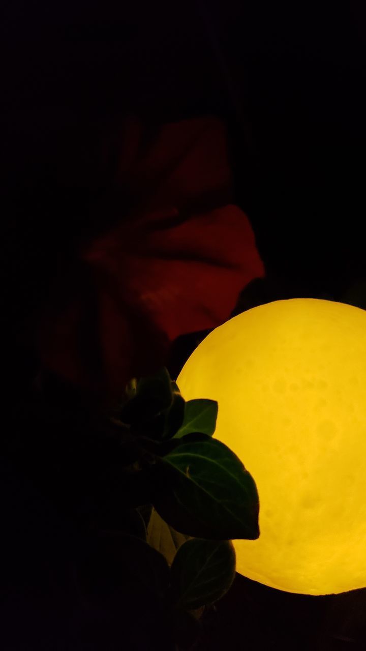 CLOSE-UP OF YELLOW FLOWERING PLANT IN BLACK BACKGROUND