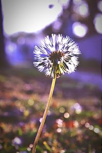 Close-up of thistle