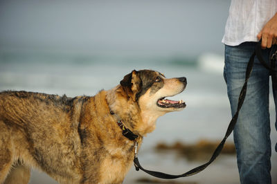 Low section of man with dogs