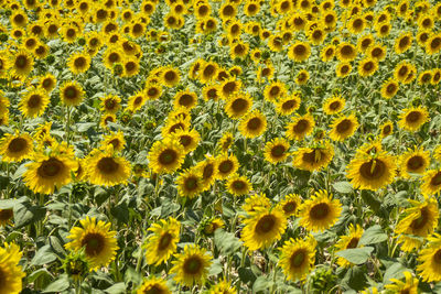 Full frame shot of sunflower field