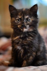 Portrait of cat sitting on floor