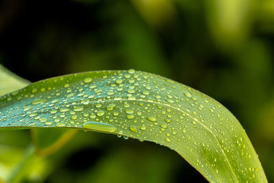Close-up of wet leaf