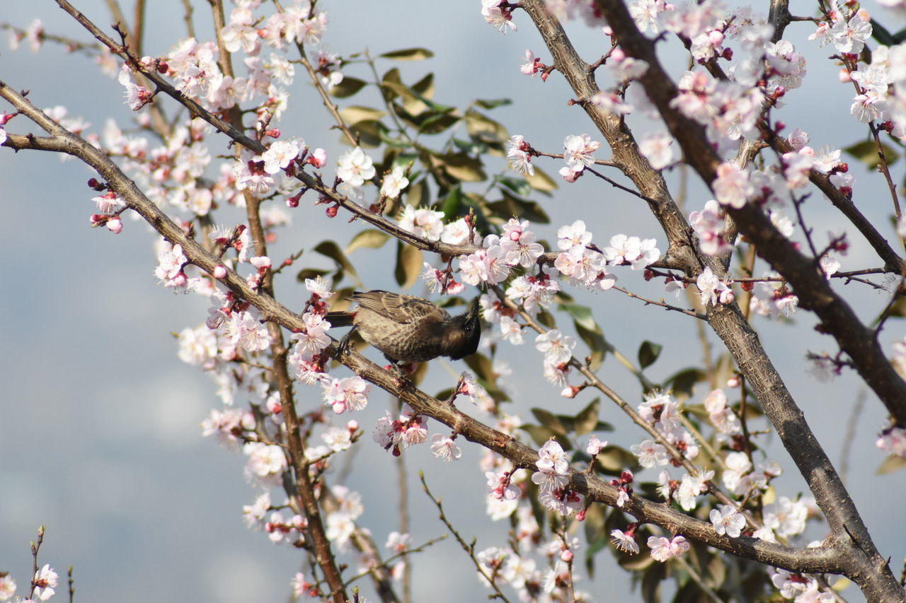 VIEW OF CHERRY BLOSSOM